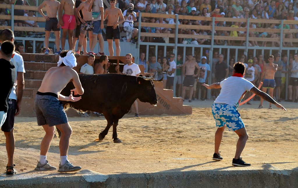 Bous a la plaça